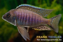 Verduyni-Cichlide, Copadichromis verduyni