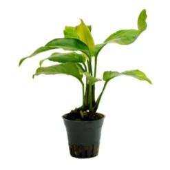 Verschiedenblättriges Speerblatt, Anubias heterophylla, Topf