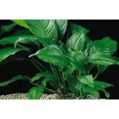 Verschiedenblättriges Speerblatt, Anubias heterophylla, Topf