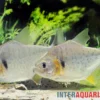 Vertikalstreifen-Piranha, Serrasalmus humeralis