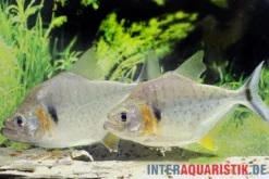 Vertikalstreifen-Piranha, Serrasalmus humeralis