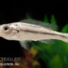Victoria-Forellencichlide, Haplochromis thereutheurion, DNZ
