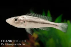 Victoria-Forellencichlide, Haplochromis thereutheurion, DNZ