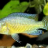Vielfarbiger Maulbrüter, Pseudocrenilabrus multicolor