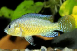 Vielfarbiger Maulbrüter, Pseudocrenilabrus multicolor