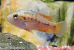 Vielfarbiger Maulbrüter, Pseudocrenilabrus multicolor