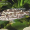 Vielfleckmaulbrüter, Nimbochromis polystigma