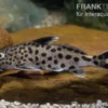 Vielpunkt-Kuckuckswels, Synodontis multipunctatus