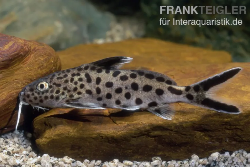 Vielpunkt-Kuckuckswels, Synodontis multipunctatus