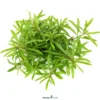 Vierblättriger Wasserstern, Pogostemon quadrifolius, im Topf (Abverkauf)