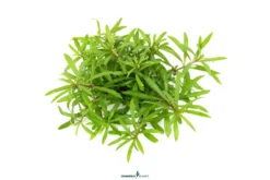 Vierblättriger Wasserstern, Pogostemon quadrifolius, im Topf (Abverkauf)