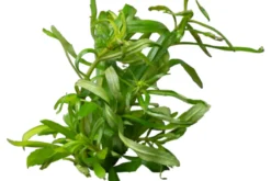 Vierblättriger Wasserstern, Pogostemon quadrifolius (Octopus), im Topf
