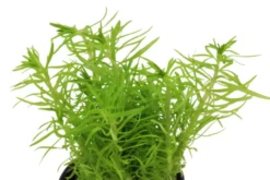 Vierblättriger Wasserstern, Pogostemon quadrifolius (Octopus), im Topf