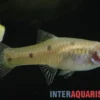 Vierpunkt-Kärpfling, Phallichthys quadripunctatus