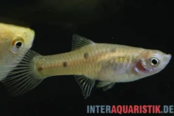 Vierpunkt-Kärpfling, Phallichthys quadripunctatus