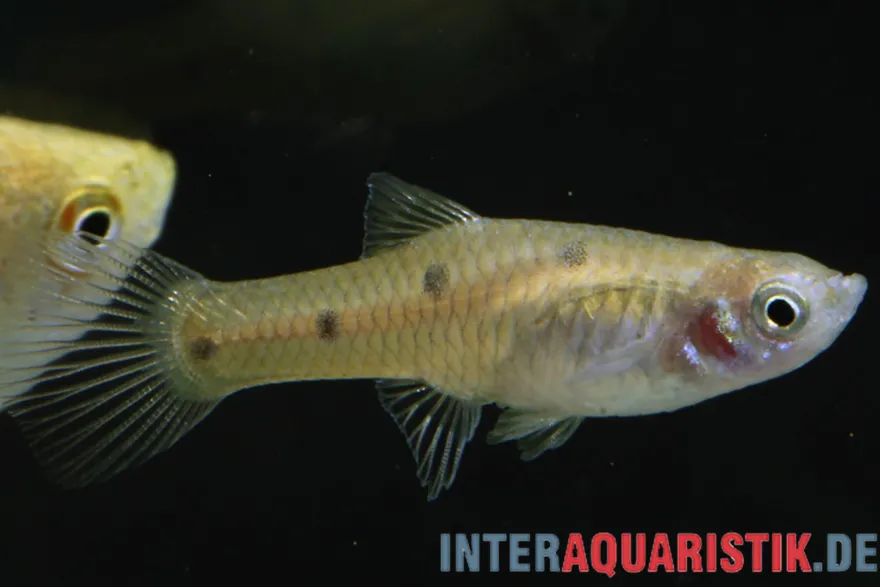 Vierpunkt-Kärpfling, Phallichthys quadripunctatus