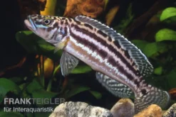 Vierstreifen-Lamprologus, Lepidiolamprologus nkambae, 3-4 cm