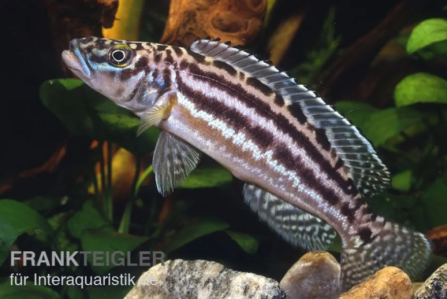 Vierstreifen-Lamprologus, Lepidiolamprologus nkambae, 3-4 cm