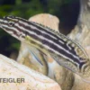 Vierstreifen-Schlankcichlide, Julidochromis regani KIPILI, 4-5 cm DNZ