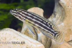 Vierstreifen-Schlankcichlide, Julidochromis regani KIPILI, 4-5 cm DNZ