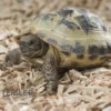 Vierzehenschildkröte, Testudo horsfieldii