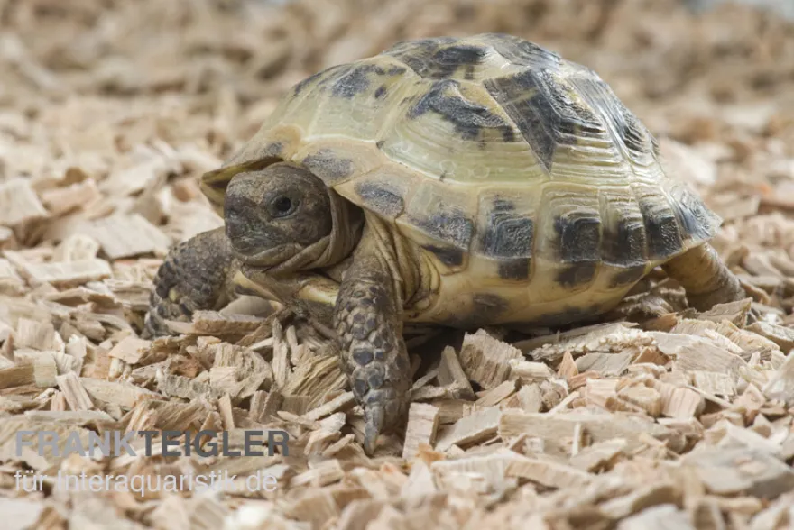 Vierzehenschildkröte, Testudo horsfieldii