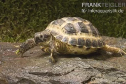 Vierzehenschildkröte, Testudo horsfieldii