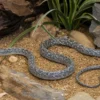 Vietnamesische Blaue Schönnatter, Orthriophis t. callicyanous