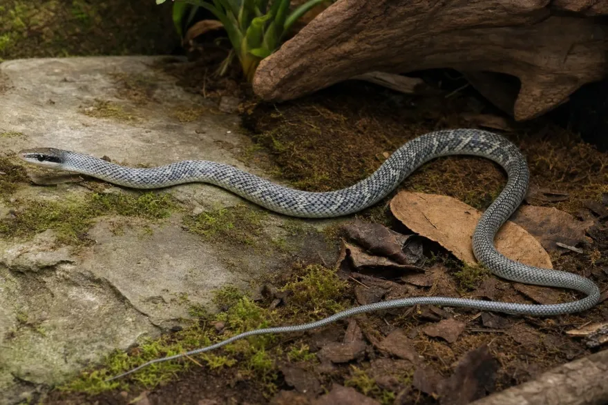 Vietnamesische Blaue Schönnatter, Orthriophis t. callicyanous