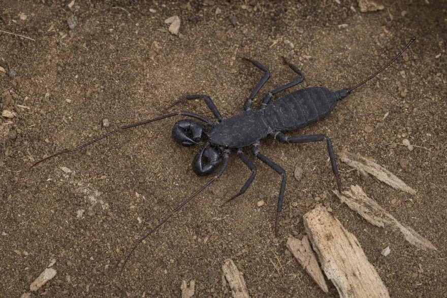 Vietnamesischer Geißelskorpion, Typopeltis laurentianus