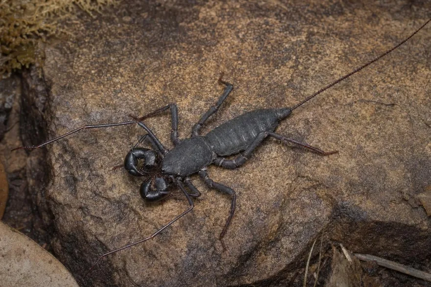 Vietnamesischer Geißelskorpion, Typopeltis laurentianus