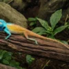 Vietnamesische Schönechse, Calotes bachae