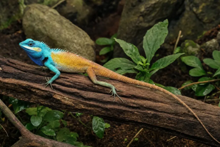 Vietnamesische Schönechse, Calotes bachae
