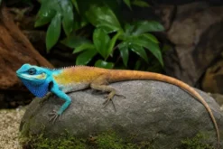 Vietnamesische Schönechse, Calotes bachae