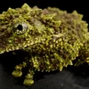 Vietnam-Moosfrosch, Theloderma corticale