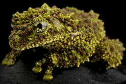 Vietnam-Moosfrosch, Theloderma corticale