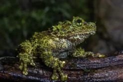 Vietnam-Moosfrosch, Theloderma corticale