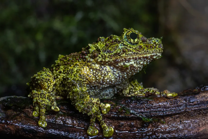 Vietnam-Moosfrosch, Theloderma corticale
