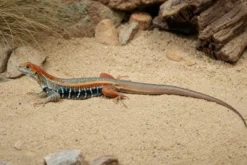 Vietnam-Schmetterlingsagame, Leiolepis guttata