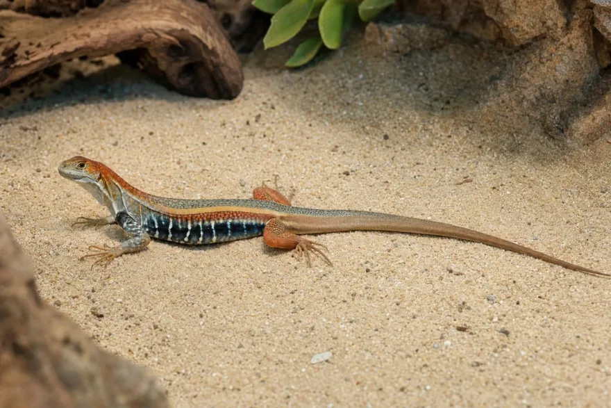 Vietnam-Schmetterlingsagame, Leiolepis guttata