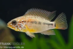 Villavicencio-Buntbarsch, Apistogramma macmasteri