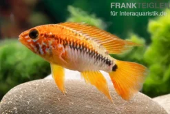 Villavicencio-Buntbarsch, Apistogramma macmasteri
