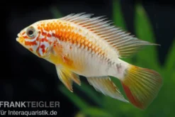 Villavicencio-Buntbarsch, Apistogramma macmasteri