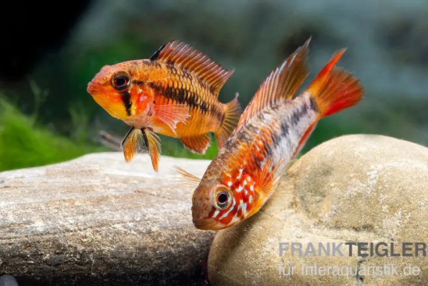 Villavicencio-Zwergbuntbarsch "Red Mask", Apistogramma macmasteri Red Mask