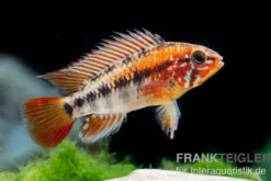 Villavicencio-Zwergbuntbarsch "Red Mask", Apistogramma macmasteri Red Mask