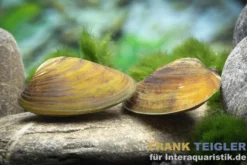 Violette Batissa-Muschel, Batissa violacea