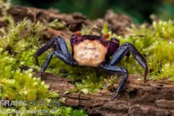 Violette Vampirkrabbe, Geosesarma dennerle "Vampir Orange Eye", Zufällig ausgewählt