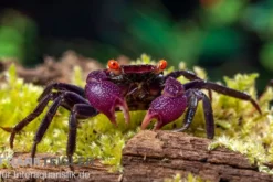 Violette Vampirkrabbe, Geosesarma dennerle "Vampir Orange Eye", Zufällig ausgewählt