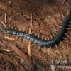 Viridis-Hundertfüßer, Scolopendra viridis