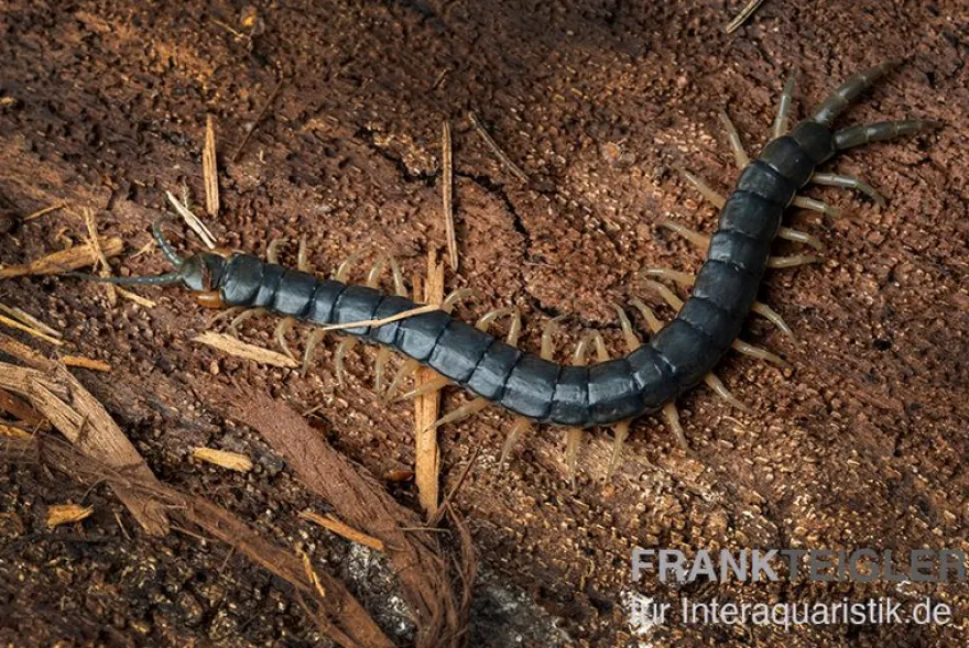 Viridis-Hundertfüßer, Scolopendra viridis